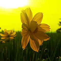 Close-up of yellow flowering plant on field