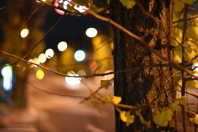 Close-up of illuminated tree at night