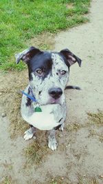 Portrait of dog on field