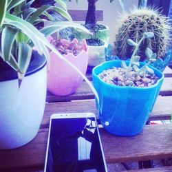 Close-up of potted plant on table