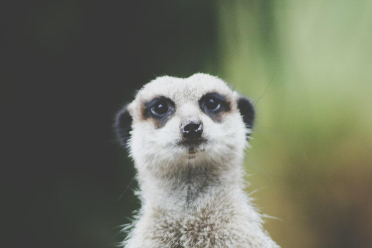 animal themes, one animal, animals in the wild, wildlife, focus on foreground, portrait, close-up, mammal, looking at camera, animal head, front view, nature, outdoors, animal body part, white color, no people, day, forest, monkey