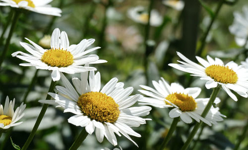 Close-up of white daisy flowers
