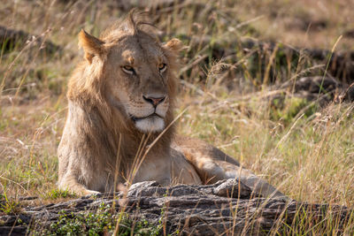 Male lion lying among rocks and grass