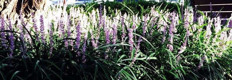 Close-up of purple flowers