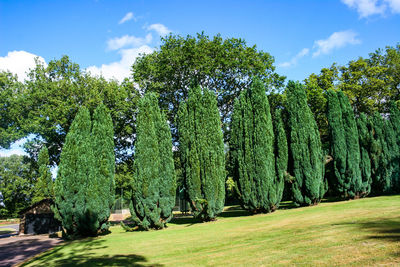 Trees growing on field against sky