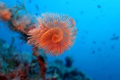 Sea flower - sabella sp.