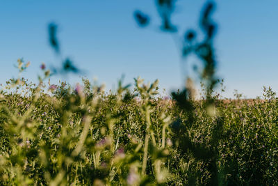 Close-up of plants growing on field