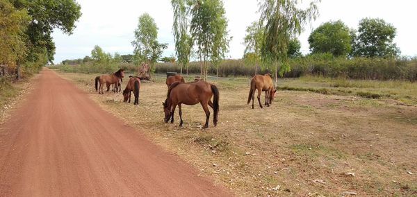 Horses in a field