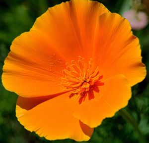 Close-up of orange flower