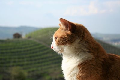 Portrait of a sitting ginger cat with vineyard hills background 