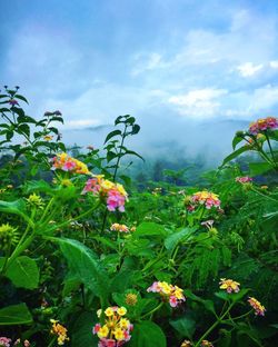 Close-up of flowers blooming against sky