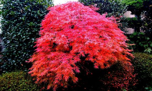 Close-up of pink flower tree