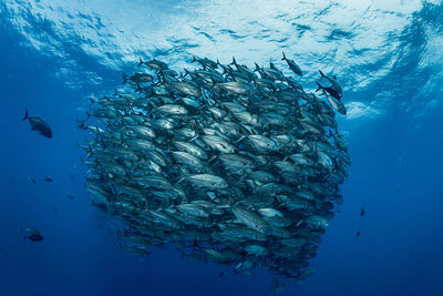 School of bigeye trevally, underwater photography