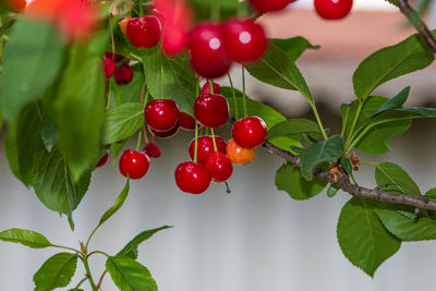 Close-up of tomatoes growing on tree