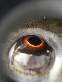 Extreme close up of human eye