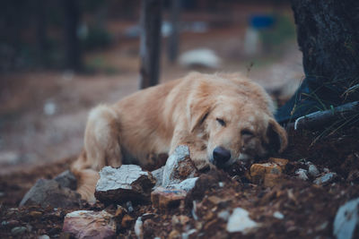 Dog lying on rock