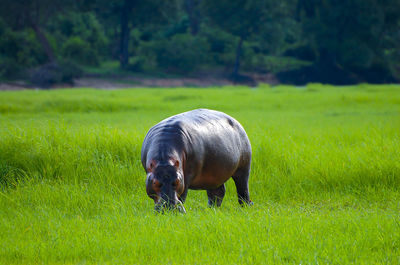 View of a horse grazing in field