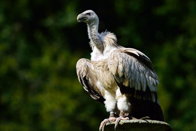 Close-up of owl perching outdoors