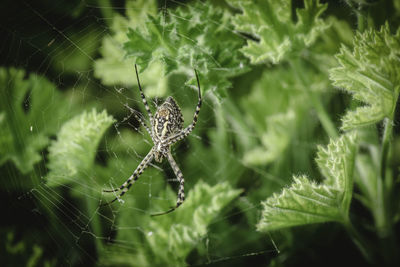 Close-up of spider on web