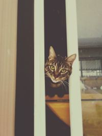 Portrait of a cat looking through window