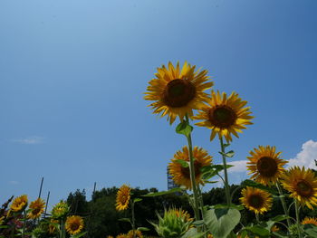 Low angle view of sunflower against sky