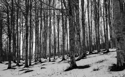 Bare trees on snow covered land