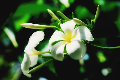Close-up of white flowers blooming outdoors