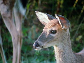 Close-up of giraffe