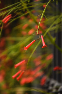 Close-up of red flower