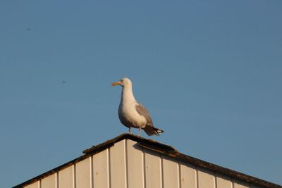 Low angle view of seagull perching against clear sky