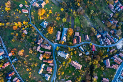 Aerial view of trees and townscape