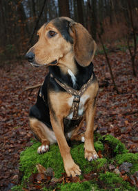 Dog looking away on field