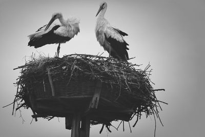 Low angle view of birds against sky