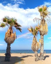 Coconut palm tree on beach against sky