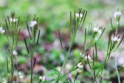 Close-up of flowering plants on field