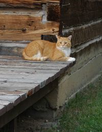 Cat resting on porch