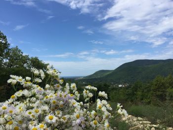 Scenic view of flowering plants and mountains against sky