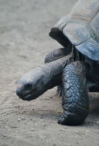 Close-up of turtle on field