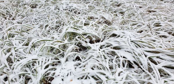 Full frame shot of frozen plants on field