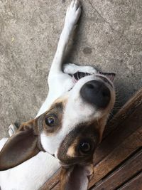 High angle portrait of dog