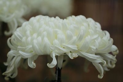 Close-up of white rose flower