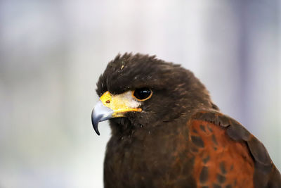 Close-up of a bird looking away