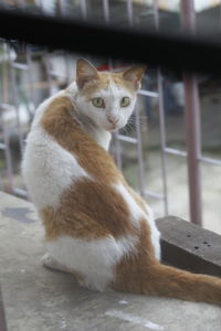 Portrait of cat sitting outdoors