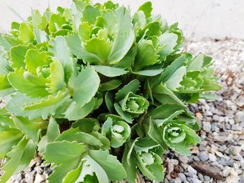 High angle view of succulent plant