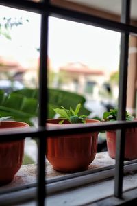 Close-up of potted plant