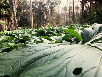 Close-up of fresh green leaves in forest