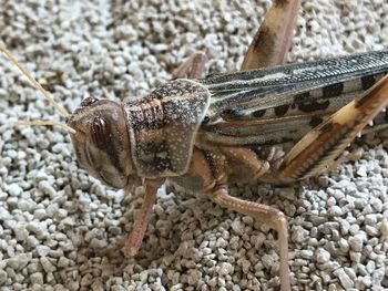 Close-up of lizard