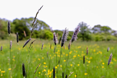 Close-up of purple flowering plant on field against sky