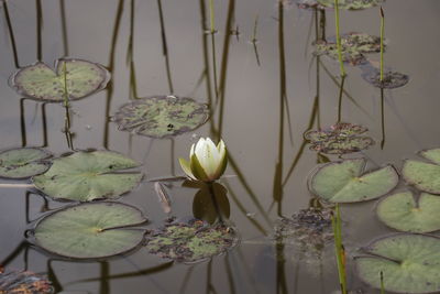 Close-up of lotus water lily in lake