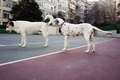 Dogs standing on road in city